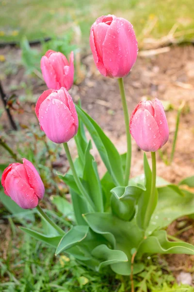 Fleurs Champ Tulipes Roses Fond Printanier Belle Prairie Belle Scène — Photo