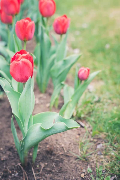 field flowers tulip. Beautiful nature scene with blooming red tulip in sun flare/row red tulips. Spring flowers. Beautiful meadow. Spring background