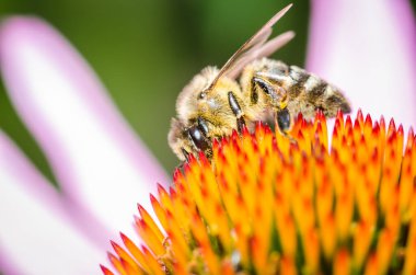 Arı yazın ekinezya tozlaşır. Arı tozlaşır. Renkli bir çiçek seçici bir odak noktası olur.