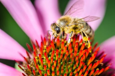 Arı renkli bir çiçeği döller / arı renkli bir çiçeği döller, seçici bir odak