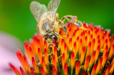 Bal Arısı Tozlaştırma / Bal Arısı Tozlaştırma Ekinezi