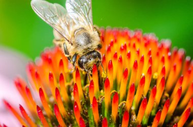 Çiçek / arı üzerindeki tek bir arı yaz ekinezya purpureasını döller.