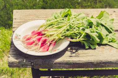 Beyaz bir kasede turp, ahşap bir alp, beyaz bir kâse, bahçede bir bankta, üst manzara.