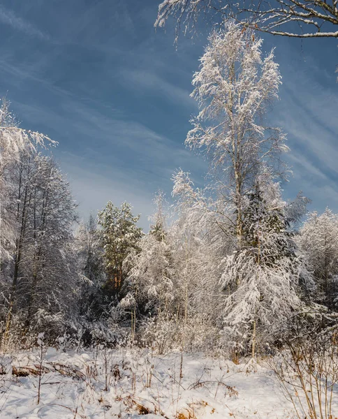 frosty sunny day in the winter forest/the snow wood in sunny da