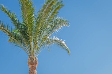 Mavi gökyüzünün arka planında yeşil palmiye ağaçları, doğal manzara