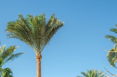 Parlak güneş ışığında mavi gökyüzünün arka planında güzel palmiye ağaçları. Güzel doğa.