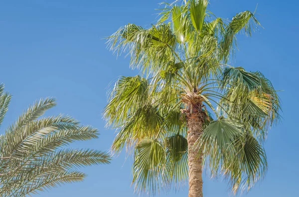 Palm Onder Zon Tegen Achtergrond Van Blauwe Lucht Natuurlandschap — Stockfoto