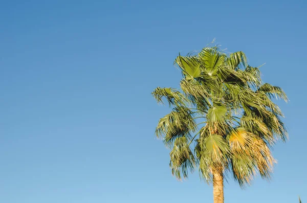 Palme Unter Der Sonne Vor Dem Hintergrund Des Blauen Himmels — Stockfoto