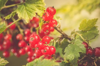 Yeşil şube/kırmızı frenk üzümü üzerinde kırmızı kuş üzümü çilek çilek bahçesinde yeşil dal