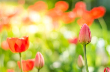 Tarla çiçekleri kırmızı lale. Güneşin parladığı kırmızı lale ve yaz çiçekleriyle güzel bir doğa sahnesi. Yaz arkaplanı