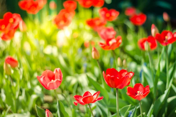 field flowers tulip. Beautiful nature scene with blooming tulip in sun flare/ Summer flowers. Beautiful meadow. Summer backgroun