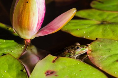 Kurbağa ve zambak çiçeği. İçinde kurbağa ve zambak çiçeği olan bir gölet. Güzel doğa.