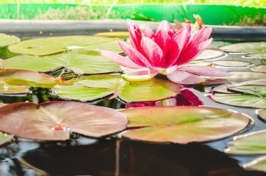 Zambak çiçeğinin yanındaki havuzda, su yaprağının üzerindeki kurbağa. Güzel doğa.
