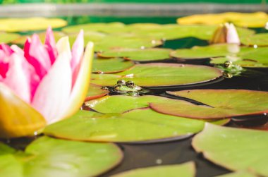 Kurbağa ve zambak çiçeği. İçinde kurbağa ve zambak çiçeği olan bir gölet. Güzel doğa.