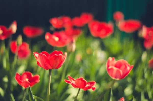 field flowers tulip. Beautiful nature scene with blooming tulip/Summer flowers. Beautiful meadow. Summer backgroun