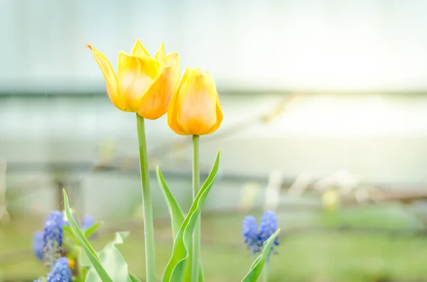 Полевые Цветы Тюльпаны Beautiful Nature Scene Blooming Yellow Tulips Spring — стоковое фото