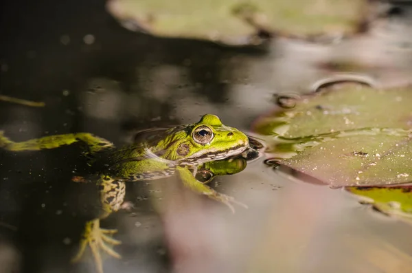 Žába Žába Vodě Poblíž Vodního Liliového Listí Žába Podmínkách Přírody — Stock fotografie