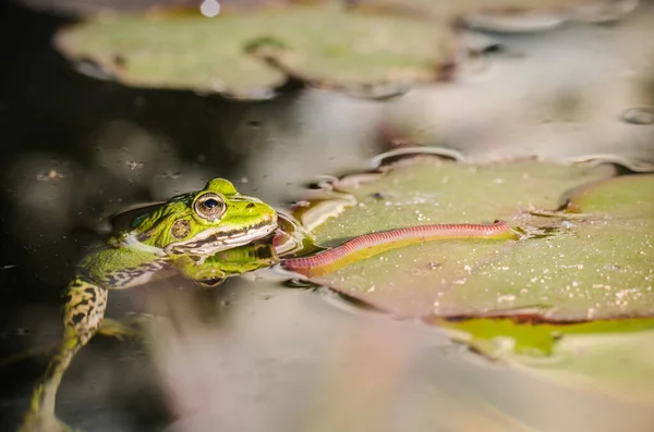 Žába Sežere Červa Subjekt Divoké Přírody Bažině Listu Lilie Žabí — Stock fotografie