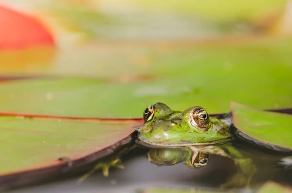 绿青蛙看着百合花叶子 青蛙在水里的肖像 — 图库照片