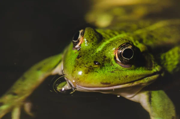 Frog. Green frog looks out of lily leaves. Frog portrait in water