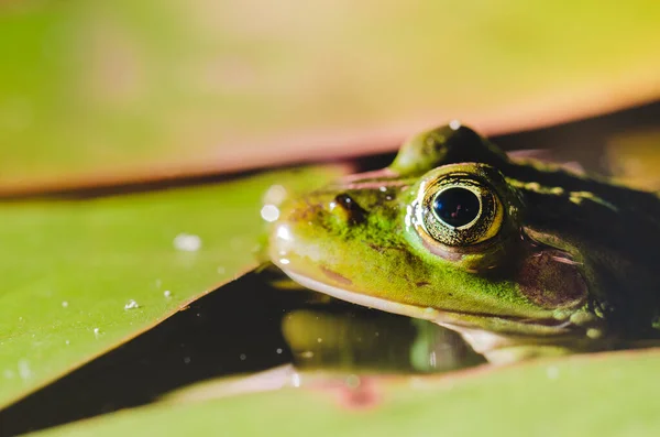 Čenich Žáby Zblízka Čenich Žáby Zblízka Vodě Liliové Listy — Stock fotografie