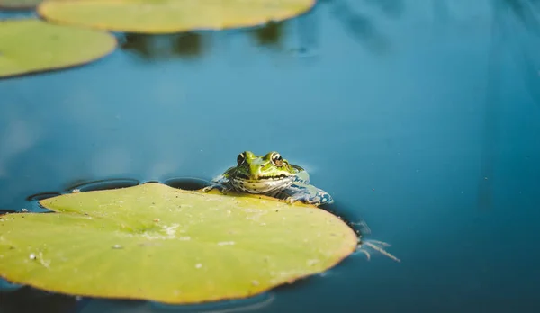 在水百合叶中的青蛙头状花序在水百合叶中的青蛙头状花序 — 图库照片