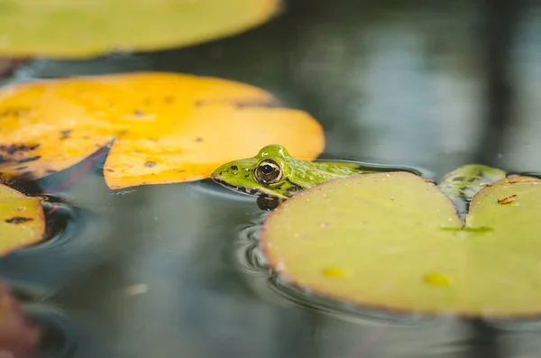 Cabeça Sapo Folhas Lírio Água Cabeça Sapo Folhas Lírio Verde — Fotografia de Stock