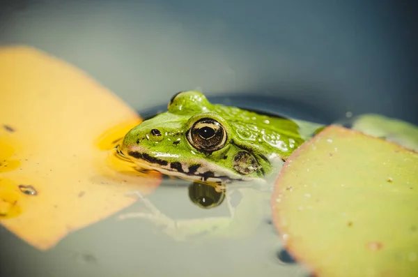 Nilüfer Yapraklı Bir Kurbağanın Başı Yeşil Zambak Yapraklı Bir Kurbağanın — Stok fotoğraf