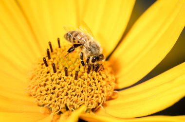 Arı. Arı, Heliopsis çiçeğini döller. Kavram polenleri.