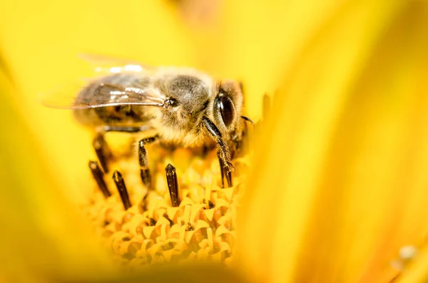 Bijen Bij Bestuift Heliopsis Bloem Bestuiving Van Het Concept — Stockfoto