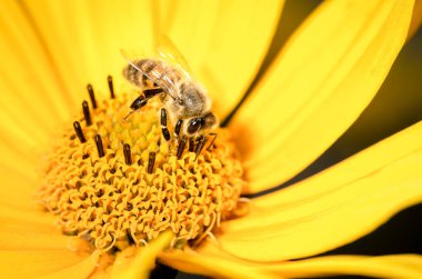 Bal arısı sarı bir çiçeği döller. - Yakın çekim. Kavram polenleri.  