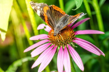 Kelebek çiçek üzerindeki tozlaşır / güzel kelebek parlak bir ekinezya çiçeğindeki tozlaşır