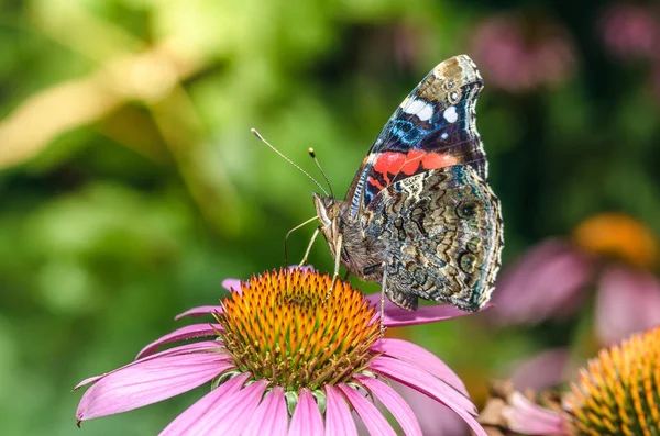 蝶は美しいピンクの花のエキナセア 美しい明るいモトリー蝶は夏の公園で珍しい花のエキナセアに座っています — ストック写真