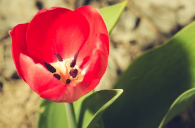 Tarla çiçekleri kırmızı lale. Bahar çiçekleri. Güzel çayır / Güzel doğa sahnesi Çiçekli kırmızı lale, yakın plan.