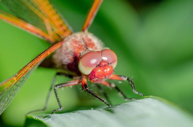 Yusufçuk, bulanık bir arka planda çimlerin üzerinde oturan bir ot / yusufçuğa kondu.