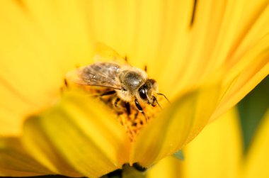Arı. Arı, Heliopsis 'in sarı çiçeğini tozlaştırır. - Yakın çekim. Kavram tozlaşması. Yakın çekim. 