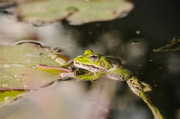 青蛙捕虫 青蛙在百合花叶上的沼泽地里捕虫 — 图库照片