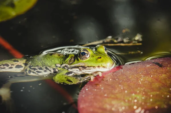 Žába Žába Vodě Poblíž Vodního Liliového Listí Žába Přírodě — Stock fotografie