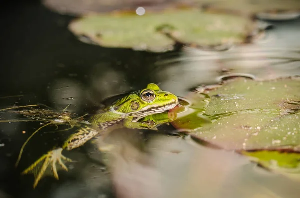 Frosch Ein Frosch Wasser Der Nähe Von Seerosenblättern Frosch Unter — Stockfoto