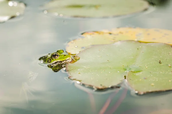 Žába Žába Vodě Poblíž Vodního Liliového Listí Žába Přírodě — Stock fotografie