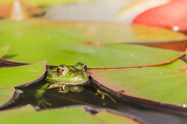 Sapo Sapo Verde Parece Saído Das Folhas Lírio Retrato Água — Fotografia de Stock