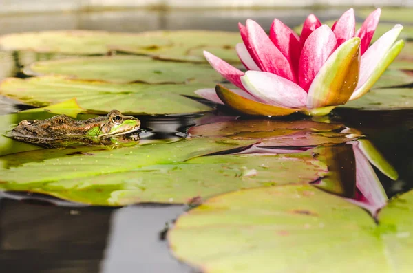 frog on a leaf of a water lily in a pond near a lily flower. Beautiful natur