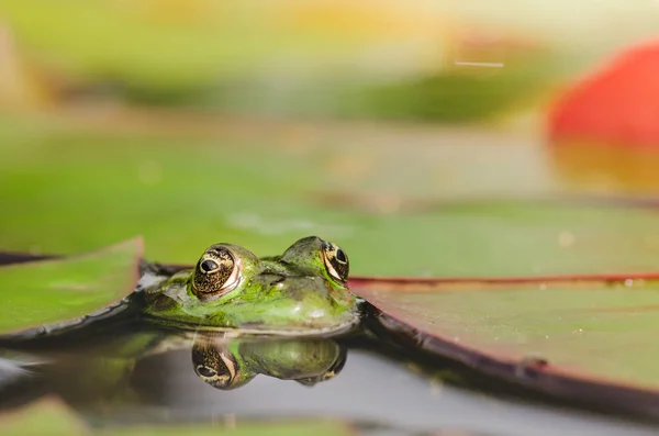 Kikker Groene Kikker Lijkt Uit Leliebladeren Komen Kikkerportret Het Water — Stockfoto