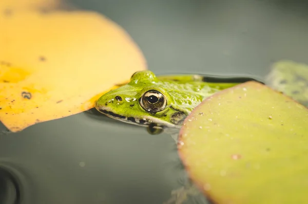 Kurbağa Nilüferlere Kurbağalara Sarılır Nilüferlerin Yeşil Yapraklarına — Stok fotoğraf