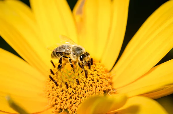 Honeybee Pollinates Yellow Flower Heliopsis Closeup Pollinations Concept — Stock Photo, Image