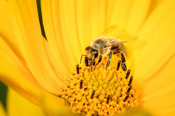 Пчела Опыляет Желтый Цветок Гелиопсиса Крупный План Опыление Концепции — стоковое фото