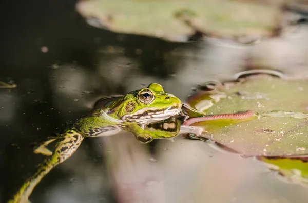 青蛙捕虫 大自然的主题 青蛙在百合花叶上的沼泽地里捕虫 — 图库照片