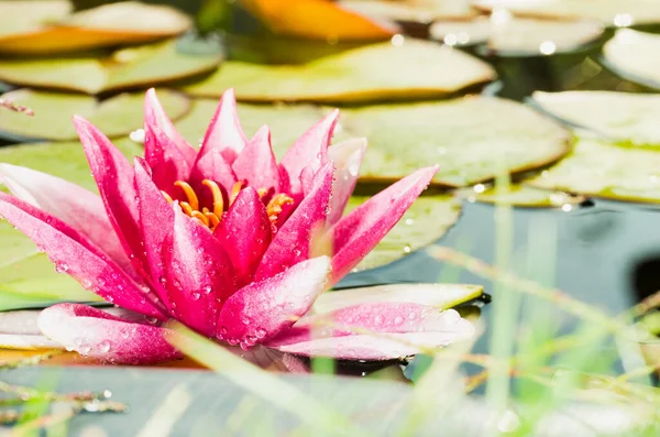 pink flower of a water lily. Beautiful nature scene with blooming pink flower of a water lily in sun flare.