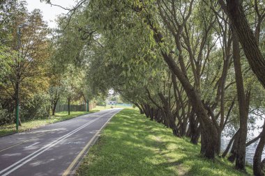Parkta yeşil çimenler ve güzel alea ağaçları olan bisiklet yolu. Güzel yaz manzarası.