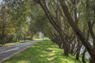Parkta yeşil çimenler ve güzel alea ağaçları olan bisiklet yolu. Güzel yaz manzarası.